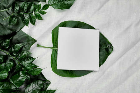 Mockup of white blank card on a textile background with green leaves on the sides, creative layout, flat lay, space for text, top view, product banner, Nature concept.の写真素材