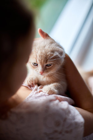 Child girl plays with a British little playful kitten at home windowsilの写真素材