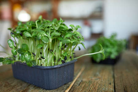 Microgreens sunflower on wooden background, Vegan micro sunflower greens shoots, Growing healthy eating concept, Sprouted sunflower seeds, soil substrate, copy space.の写真素材