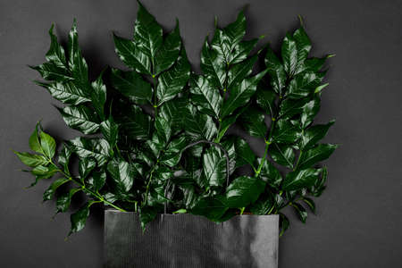 Mockup of black shopping bag on a dark background with green leaves, creative layout, flat lay,...