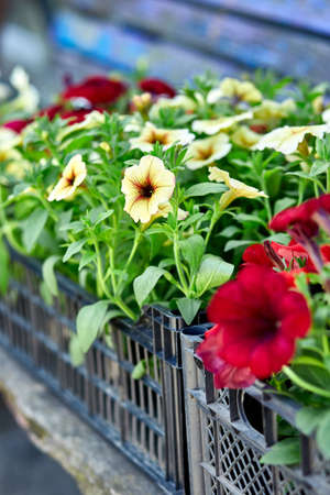 Petunia flowers in black plastic crates garden center. Boxes with seedlings of flowers petunia for planting outdoor. Garden work.の写真素材