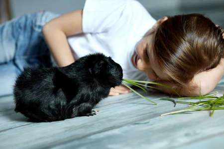 Little girl holding and feeding black guinea pig, domestic animal. Kids feed cavy animals, Trip to zoo or farm, take care of pets. Stay quarantine time kid home.の写真素材