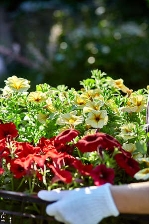 Florist hold box full of petunia flowers. Gardener is carrying flowers in crate at shop. Woman...