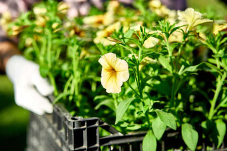 Florist hold box full of petunia flowers. Gardener is carrying flowers in crate at shop. Woman shopping for flowers in garden center carrying basket. Gardener is ready for planting at springtime.の写真素材