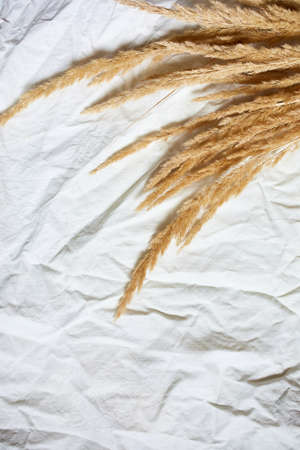 Flat lay of beige reeds pampas grass on the white textile linen tablecloth background, beautiful pattern with neutral colors, Minimal, stylish, trend concept, top viewの写真素材