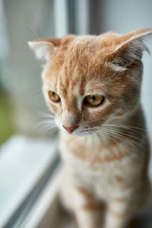 Young British Shorthair striped red cat sit on  a windowsill and looks out the window at home, Domestic pet.の写真素材