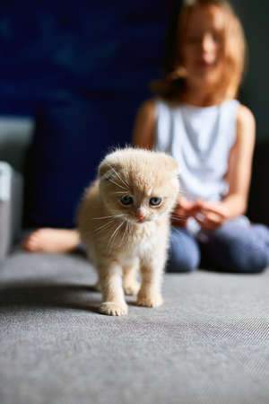 The child girl plays with a British little playful kitten at home. The girl's hands caress and caress the cat. Funny redhead cat. Copy space.の写真素材