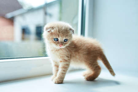 British little playful kitten at home near the window, Scottish kitten, Funny redhead cat.の写真素材