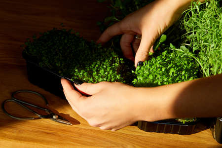 Woman take or put a microgreens at wooden table, hard light, close up, copy space. Home gardering, vegan, healthy food, Superfoods.の写真素材