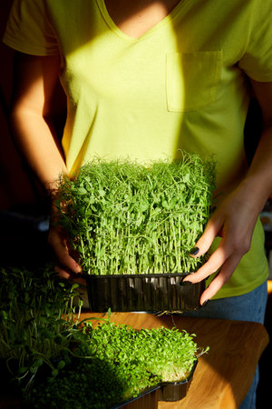 Woman take or put a microgreens at wooden table, hard light, close up, copy space. Home gardering, vegan, healthy food, Superfoods.の写真素材