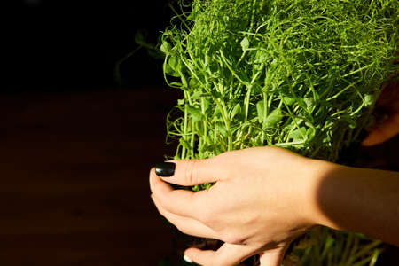 Woman take or put a microgreens at wooden table, hard light, close up, copy space. Home gardering, vegan, healthy food, Superfoods.の写真素材