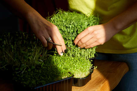 Woman cut by scissors microgreen at wooden table, hard light, close up, copy space. Home gardering, vegan, healthy food, Superfoods.の写真素材