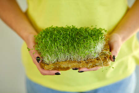 Microgreen in female hands, woman in yellow t-shirt Raw sprouts, microgreens, healthy eating concept, Home gardering, vegan, healthy food, Superfoodの写真素材