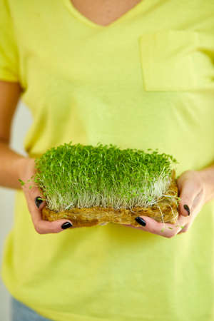 Microgreen in female hands, woman in yellow t-shirt Raw sprouts, microgreens, healthy eating concept, Home gardering, vegan, healthy food, Superfoodの写真素材