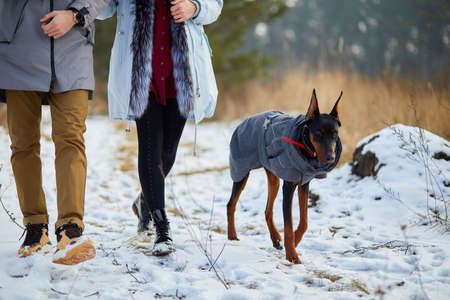 Unrecognizable Young couple with dog doberman outdoor, Walking dogs in nature, Concept of family unity, Friendship.の写真素材