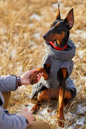 Dog gives human paw, Friendship between man and dog. Man spend time with beautiful dog doberman outdoorsの写真素材