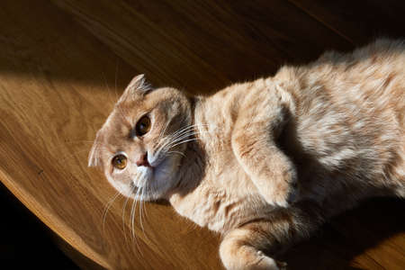 British cat is lying on wooden table in the sunlight at home. Space for text, hard light. Domestic pet life.の写真素材