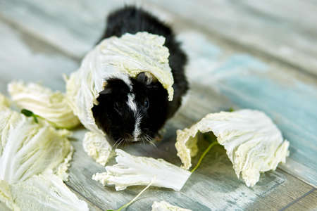 Domestic guinea pig or cavy eating cabbage leaf food at home, domestic pet feeding cavy,  Funny pet, care concept.の写真素材