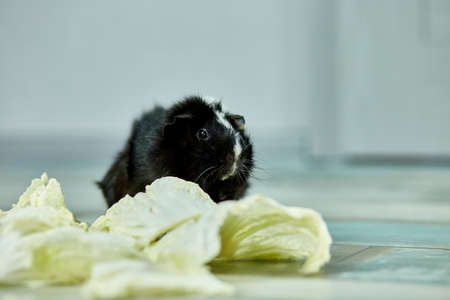 Domestic guinea pig or cavy eating cabbage leaf food at home, domestic pet feeding cavy,  Funny pet, care concept.の写真素材