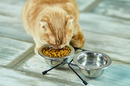 Adorable cat eating dry crunch food  in metal bowl near indoors at home. Pet care concept, domestic pet feeding.の写真素材