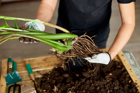 Man's Hands hold Zamioculcas plant with roots, repotting flower indoor, the houseplant pot...