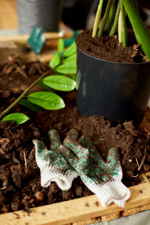 Gardening equipment with plants and soil pile on wooden table Hobbies and leisure, home gardening,...