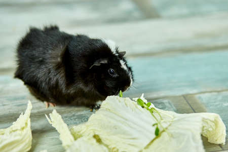 Domestic guinea pig or cavy eating cabbage leaf food at home, domestic pet feeding cavy, Funny pet,...