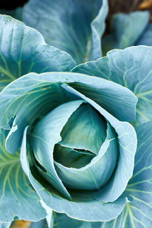 Fresh cabbage plants on the field, autumn harvest, cabbage are growing in garden, organic vegetable background, agriculture concept.の写真素材