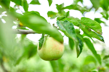 Ripe green apple fruit on tree, branch of apples tree, fresh organic fruits with green leaves in...