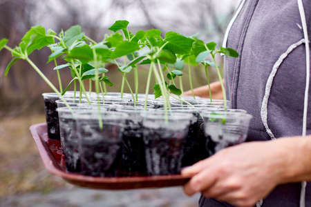 Woman holding box with seedlings of cucumb vegetables, working on farm, Work in the garden in...