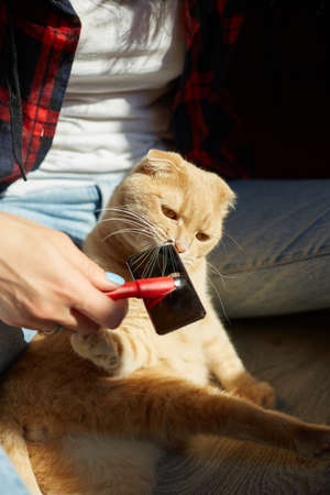 Woman hold British redhead cat and combs it fur, female takes care of the domestic animal at home with sunlight, hard light.の写真素材