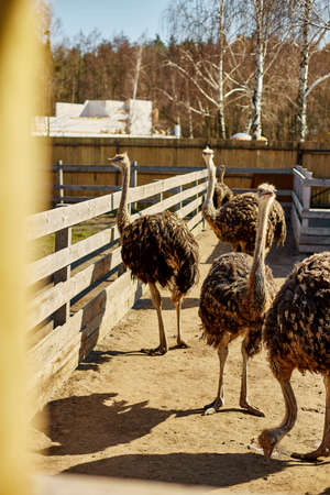 Big ostriches at farm field behind a wooden fence, Domestic animals outdoors, Ecological farming...