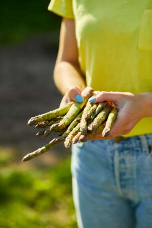 Woman holding a bunch of green asparagus in his hands outdoor, Spears of Fresh green asparagus in the sun, copy space for text. Harvest, ready to cook, healthy vegan diet, local food.の写真素材