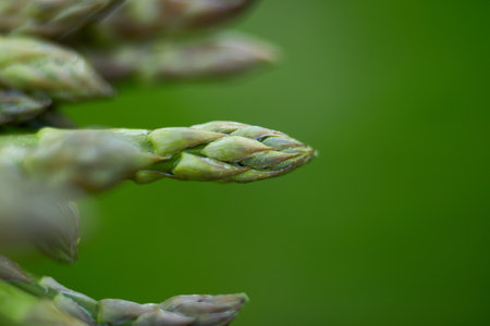 Spears of Fresh green asparagus in the sun, copy space for text. Harvest, ready to cook, healthy...