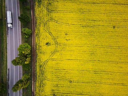 Road with cars through field aerial view of spring rapeseed flower field, Bird's eye view from a drone of a passing canola cropの写真素材