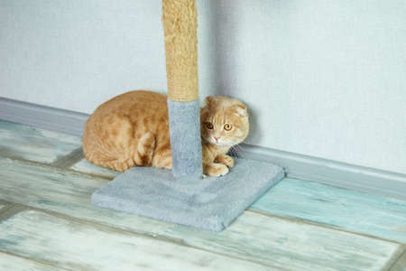 Cute funny British cat lying down on floor near cat scratcher on living room during daytime