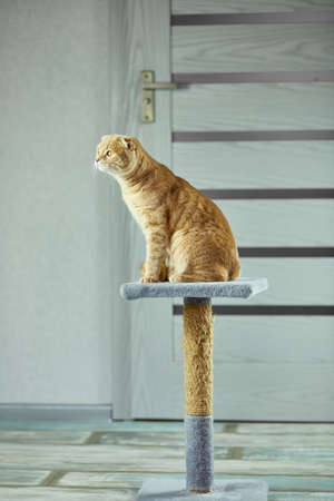 Bored cute british cat sitting on top of cat scratcher at home on living room.
