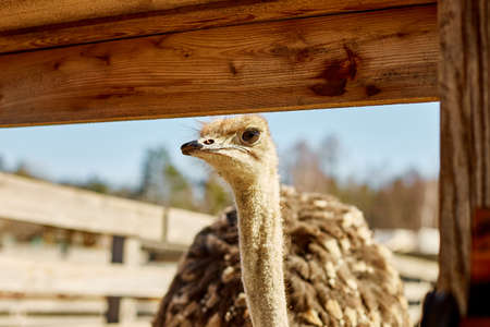 Big ostriches at farm field behind a wooden fence, Domestic animals outdoors, Ecological farming...