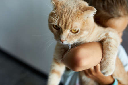 Little girl holding cat in her arms at home indoor, Child playing with domestic animals pet, lovely friend.の写真素材