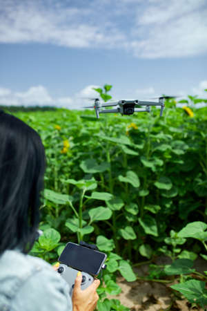 Young woman learning how to pilot her drone in, female using, piloting, fly drone on field of sunflowers, summer, agriculture.の写真素材