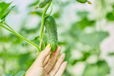 Female hand picking ripe  cucumbers from backyard garden, seedling growing in greenhouse ready for picking, local farming, harvesting concept.の写真素材