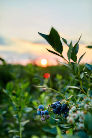 Blueberry bush on sunset, organic ripe with succulent berries, just ready to pick, Blueberries plant growing in a garden field, . Blue berry hanging on a branch, Bio, organic healthy foodの写真素材