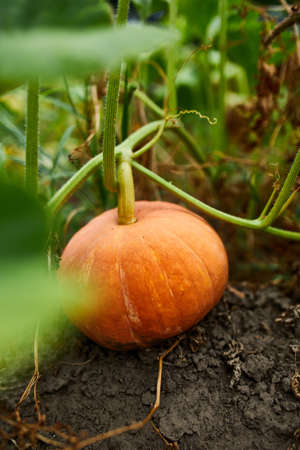 A pumpkin in a farmer's patch waiting to harvest, Ripe, Organic pumpkins in the garden, autumn harvestの写真素材