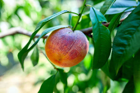 Peaches on the tree, Ripe summer peaches growing in a orchard, Concept of growing, garderingの写真素材