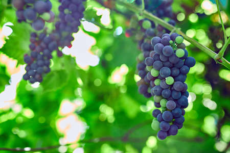 A bunch of grapes ready for picking in a vineyard, Concept of growing Ripe red  grape vine ready to...