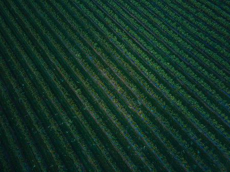 Aerial drone view Blueberry bush field, organic ripe. Blue berry hanging on a branch, Bio, healthy food, top view, Farm with berriesの写真素材