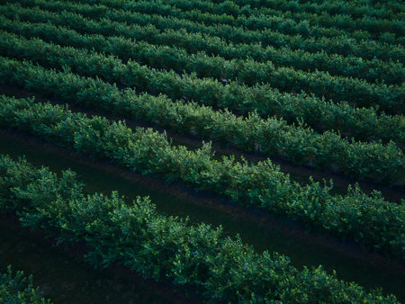 Aerial drone view Blueberry bush field, organic ripe. Blue berry hanging on a branch, Bio, healthy food, top view, Farm with berriesの写真素材