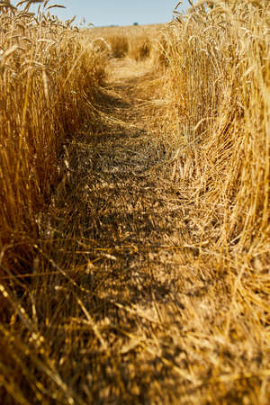 Close up wheat harvest, wheat field  background in the sun day, summer, agriculture.