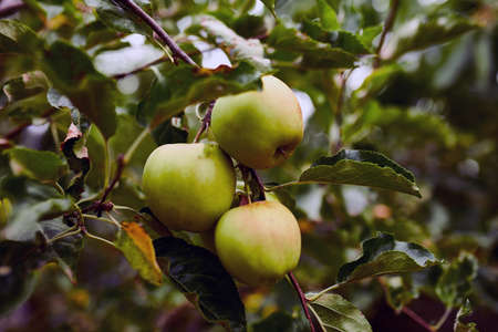 Green apples hanging on a branch, close up, Concept of growingRipe apples ready to be picked on an...