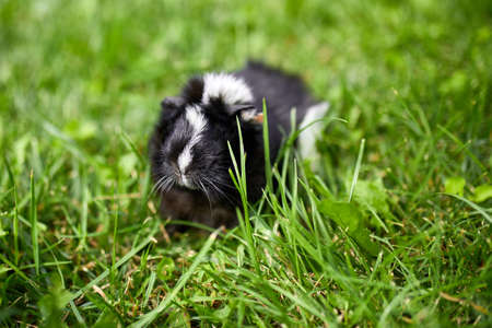 Black Guinea pig sitting outdoors in summer, Pet calico guinea pig grazes in the grass of his owner's backyard, copy space.の写真素材